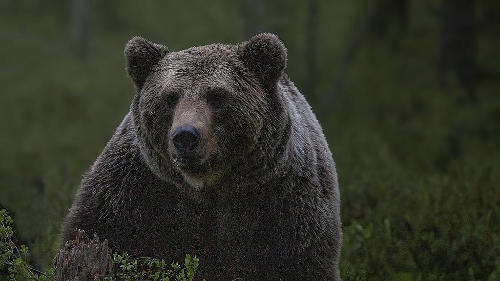 symb_bär