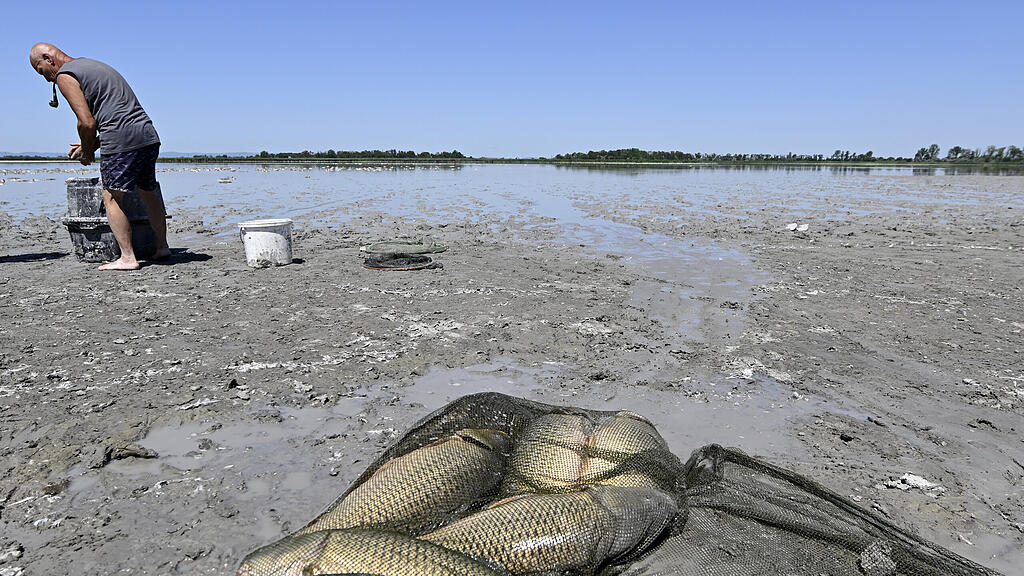 Fischsterben Zicksee