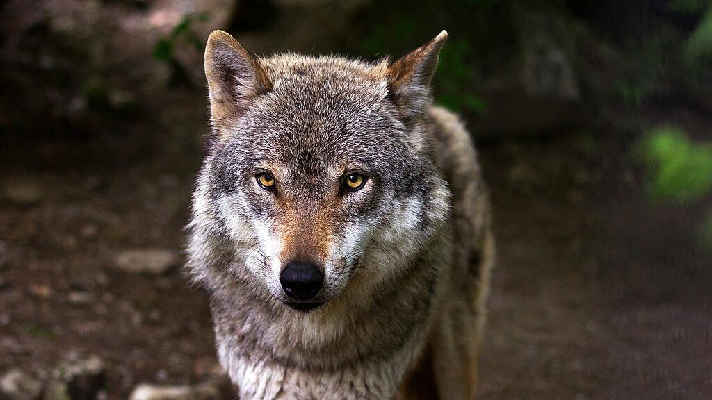 symb_wolf