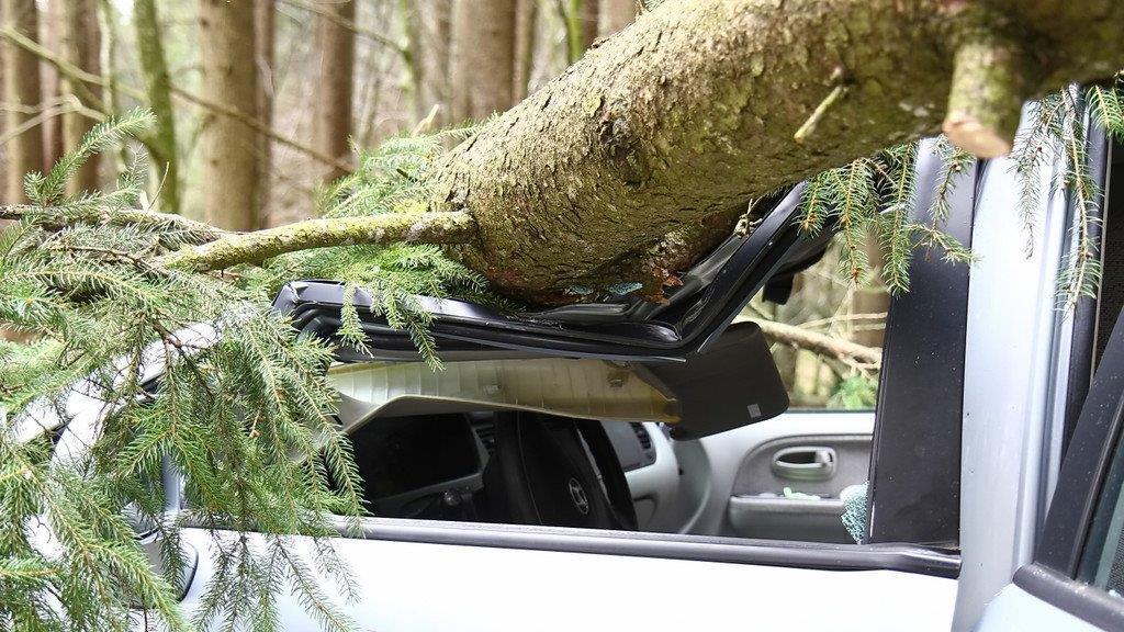 Niklas: Baum an L207 stürzt auf Pkw