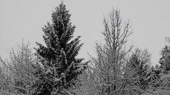 Winter in Ebenau