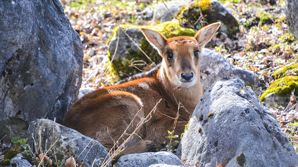 Rappenantilopen, Antilopen, Zoo Salzburg