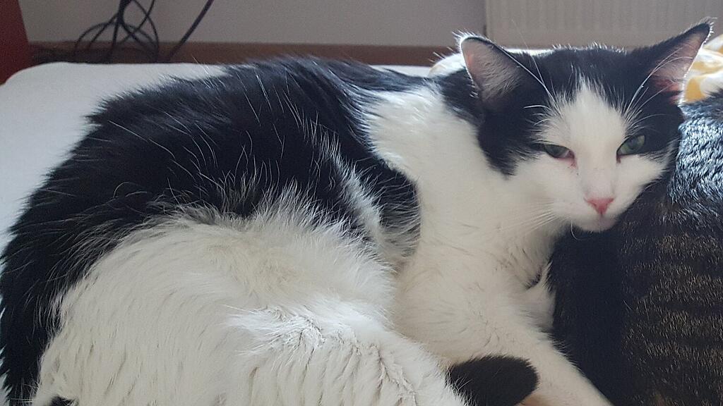 Kater joey