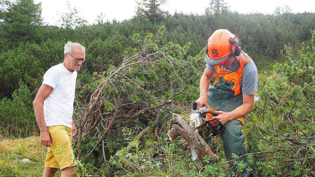 Arbeiten für Rinderherde am Salzburger Untersberg