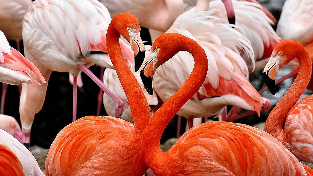 symb_flamingo