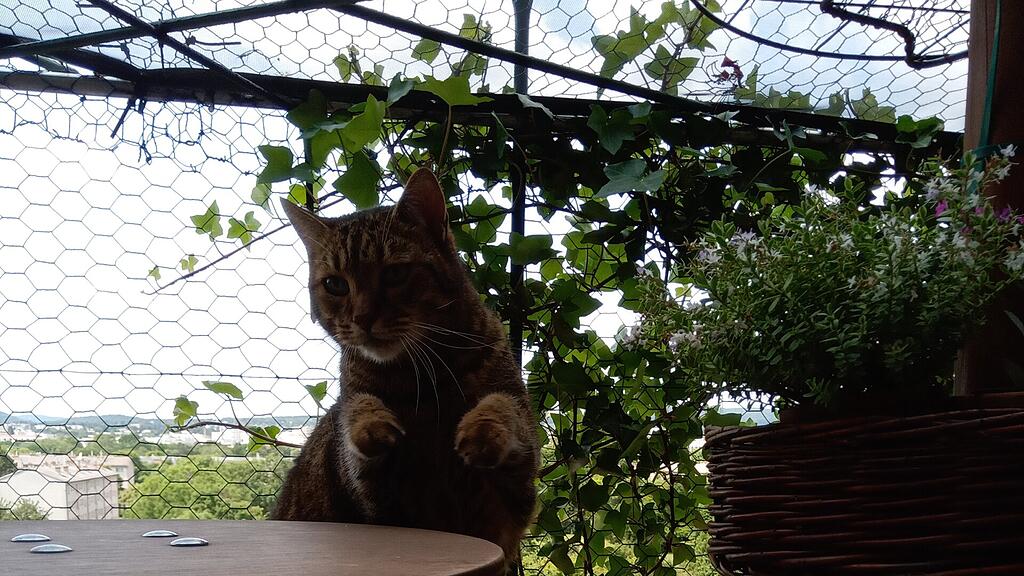 Weltkatzentag 2025