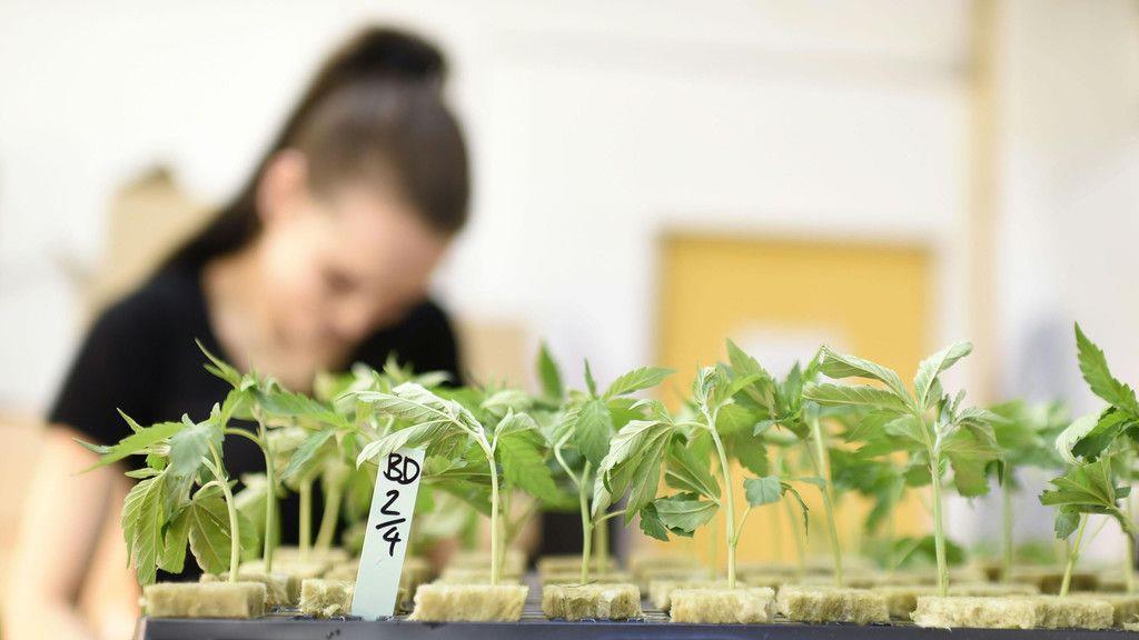 Cannabisaufzucht in Brunn am Gebrige