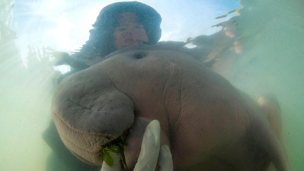 Dugong, Seekuh, Thailand, Mariam