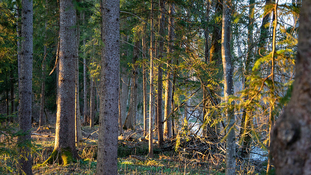 symb_Wald_Salzburg