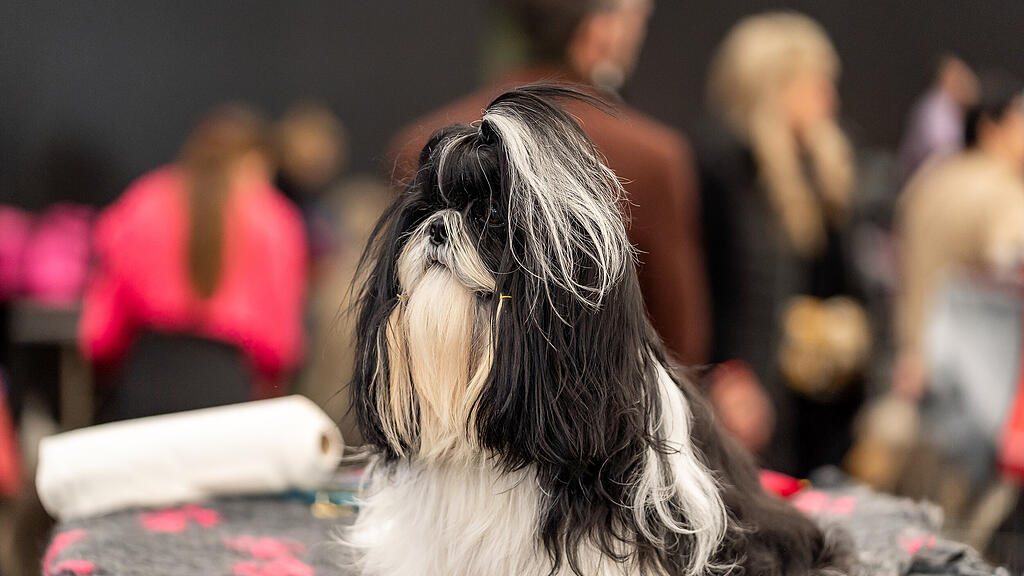 Internationale Hundeausstellung Salzburg 2022