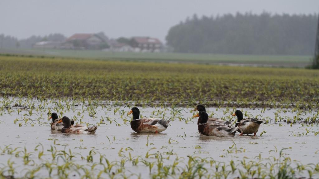 Hochwasser in Trostberg