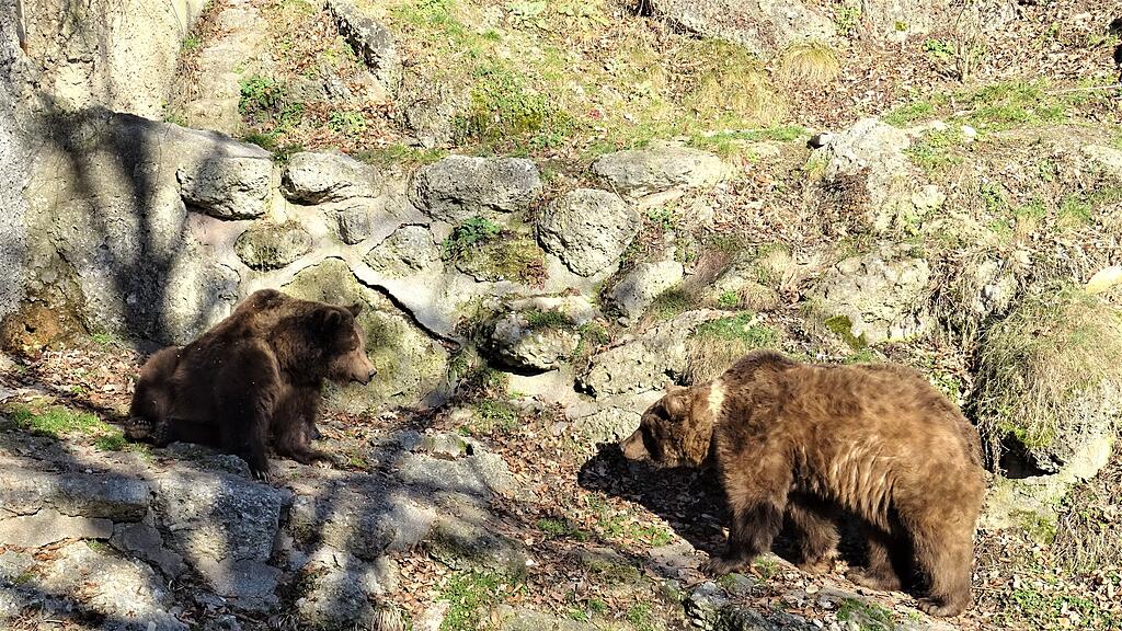 Braunbären im Salzburger Zoo