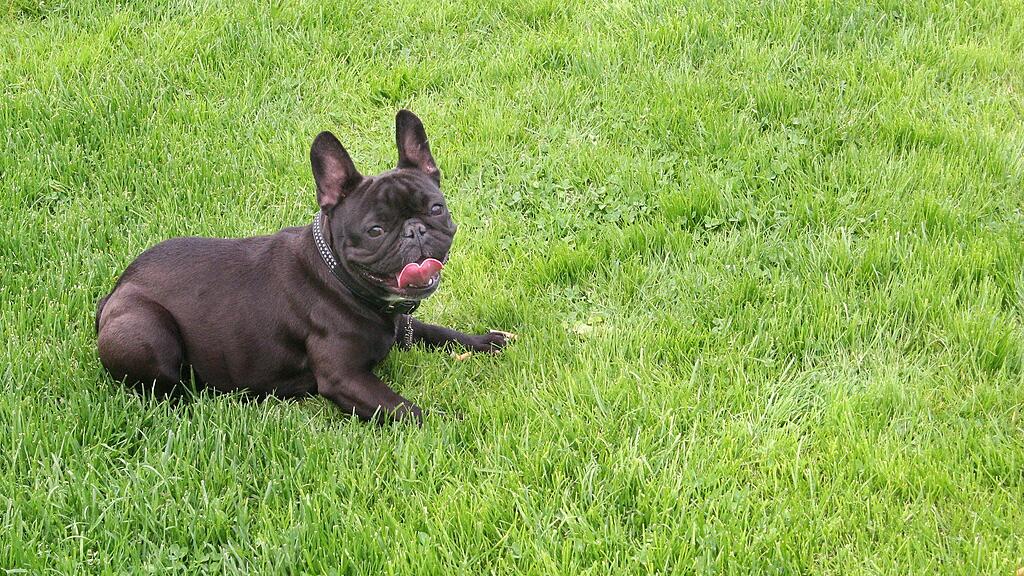 Die neue Hundefreilauffläche sei auch ein Angebot im Sinne der Fußgänger, Radfahrer und Läufer im Hellbrunner Park.