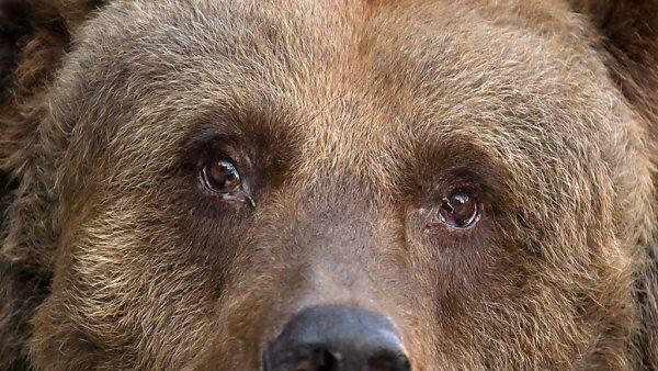 Rund 50 Braunbären leben in Trentino