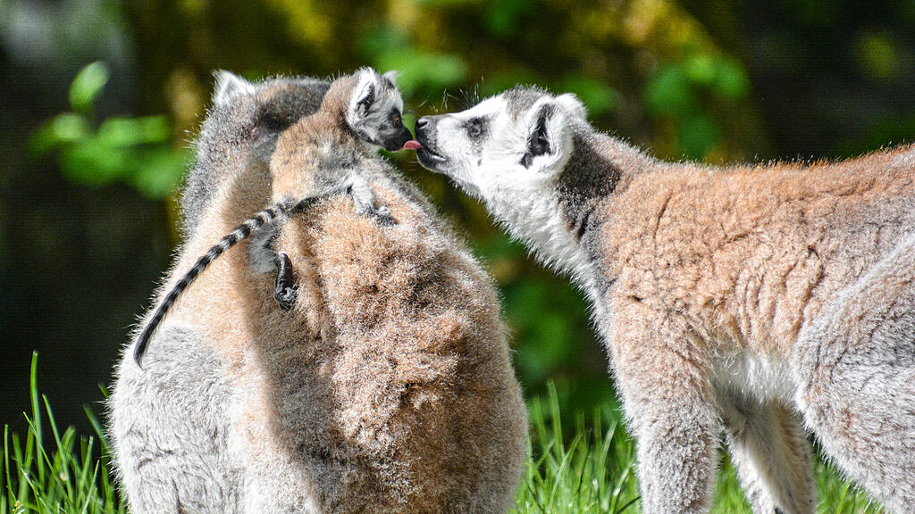 Kattas, Zoo Salzburg
