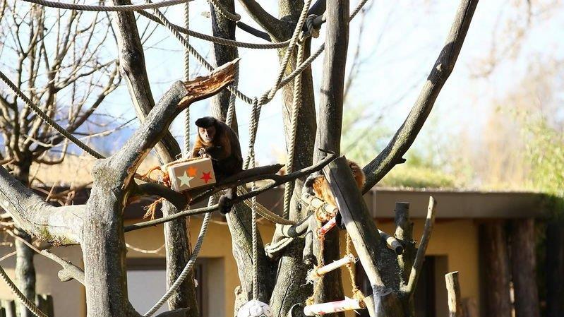Warten aufs Christkind im Zoo, II