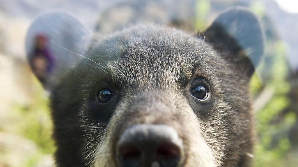 Der Schwarzbär stürzte zu Tode.