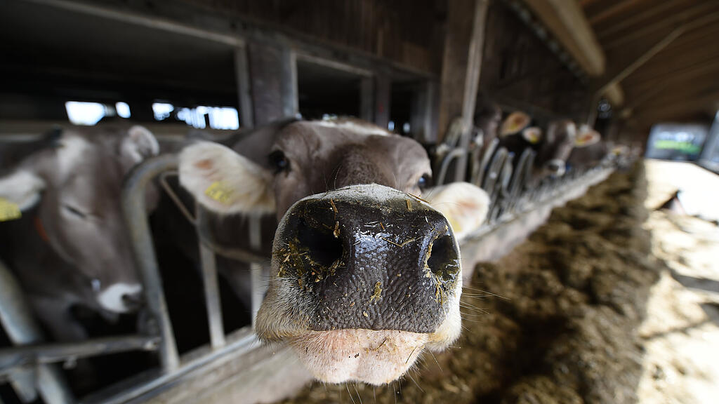 Kuh, Stall, Bauer, Landwirtschaft, SB
