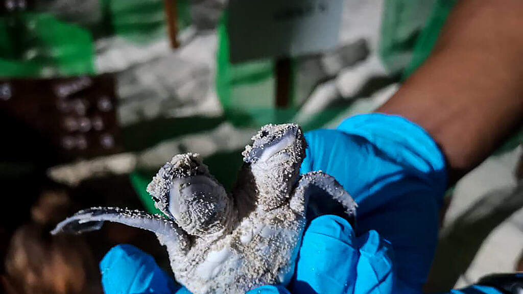 Schildkröte mit zwei Köpfen, Malaysia