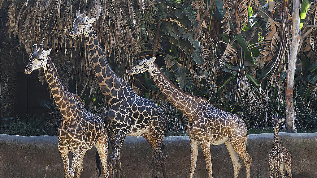 Giraffen in US-Zoo