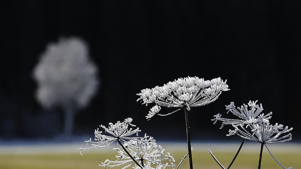 SB, Frost, Natur, Wetter