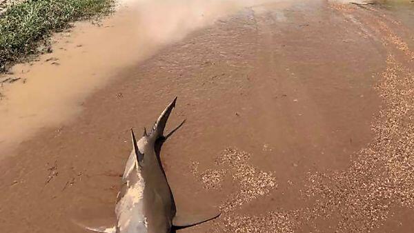 Der Fisch war von einer Sanitäterin entdeckt worden
