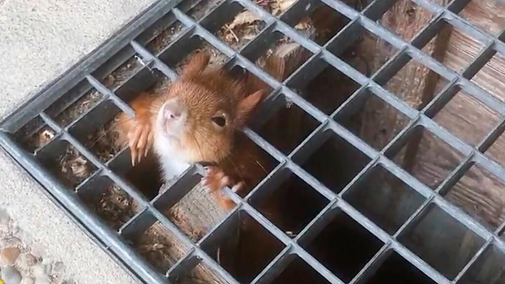 Eichhörnchen in Heidelberg gerettet.