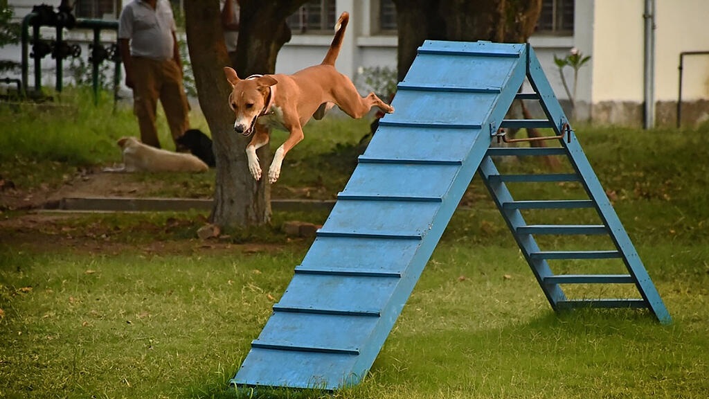 Hund, Indien
