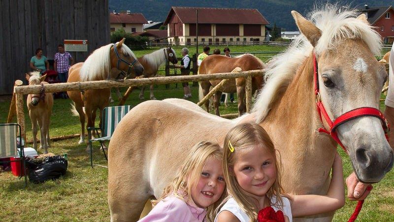 10. Haflinger Landesfohlenschau