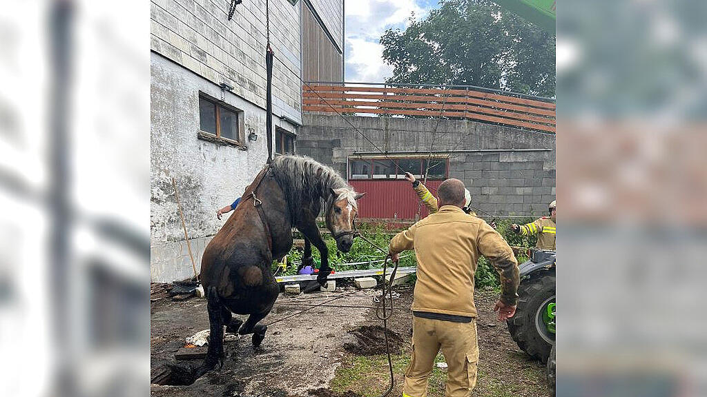 Pferd in Güllegrübe