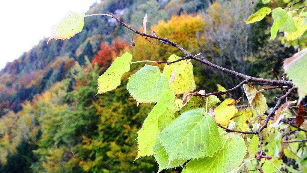 Goldener Herbst am Wolfgangsee