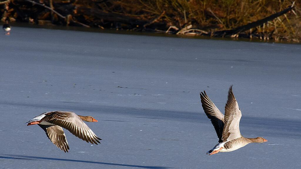 ENTEN