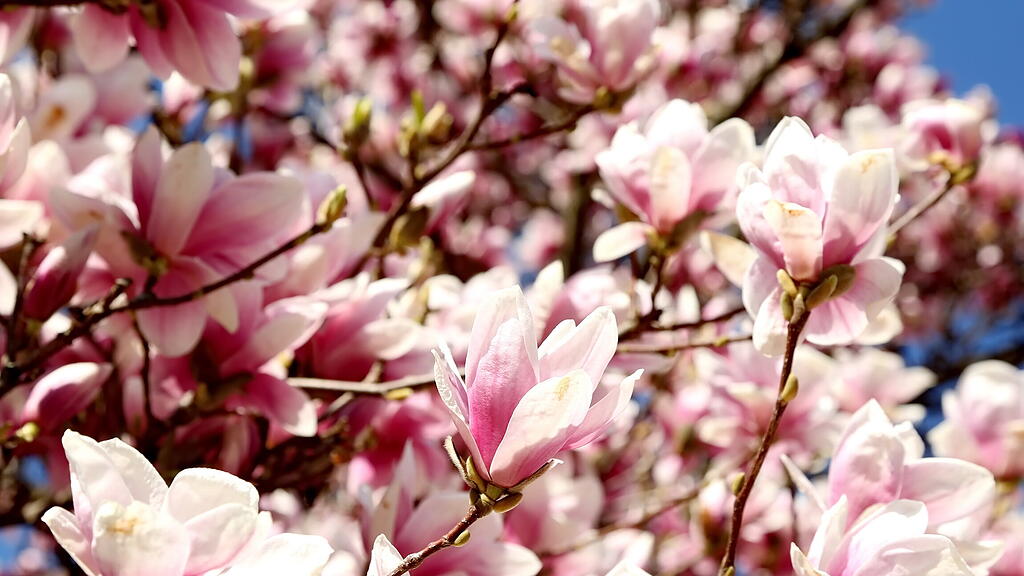 Blühende Magnolien in Salzburg
