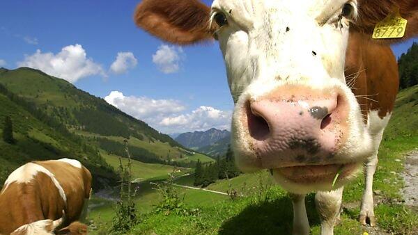 Kühe auf der Alm