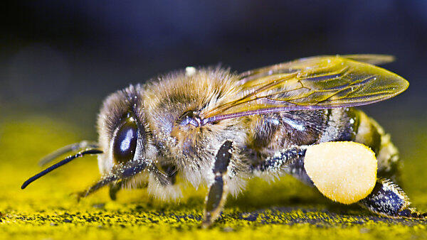 EU verbietet chemische Feinde von Bienen