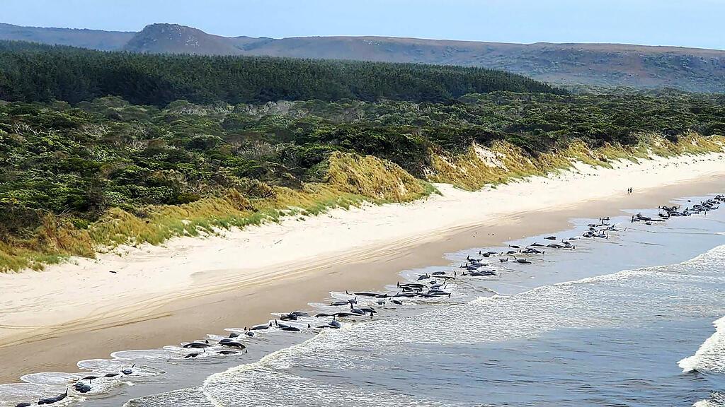 Massenstrandung von Walen in Tasmanien