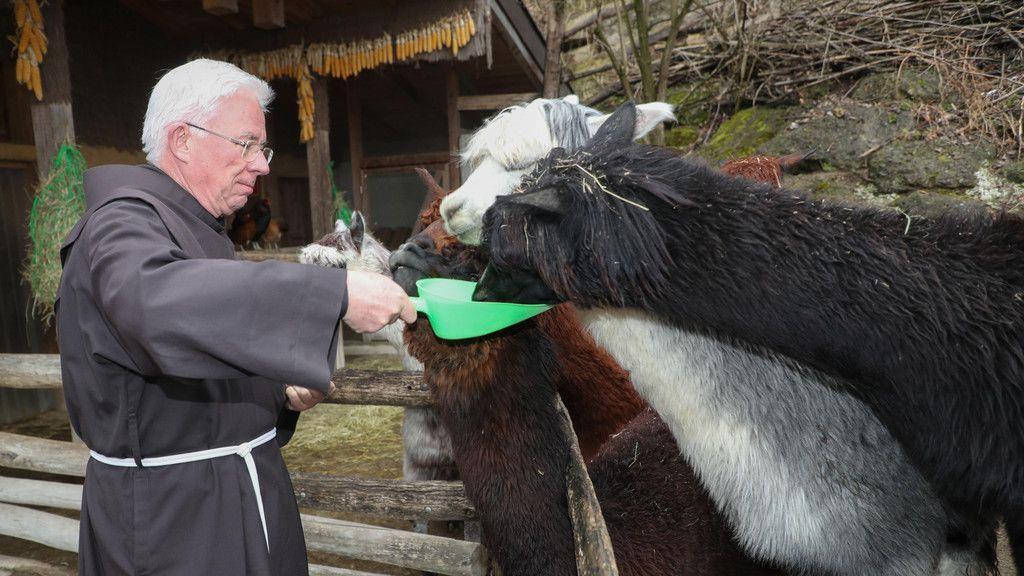 Zoo Salzburg: Erzbischof Lackner besucht Alpakas