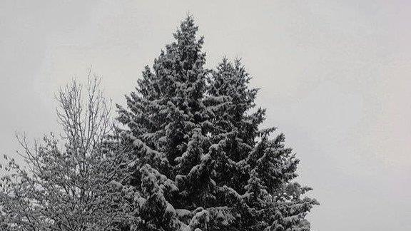 Winter in Ebenau
