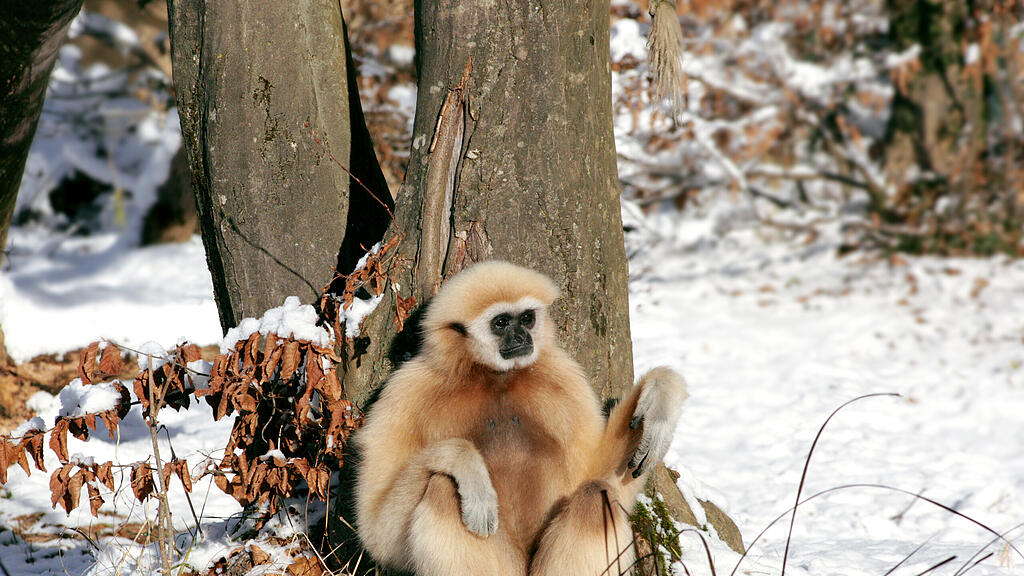 Zootiere Salzburg Winter