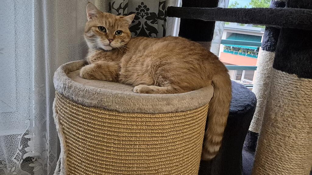 Weltkatzentag 2025