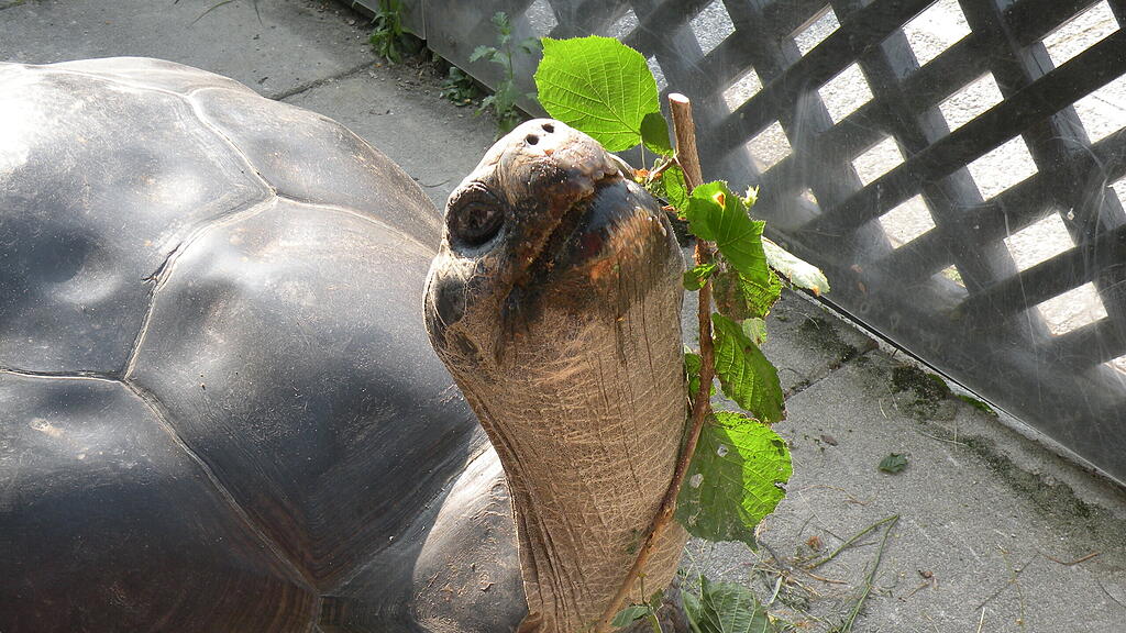 Klagenfurter Schildkröte "Poldi" gestorben