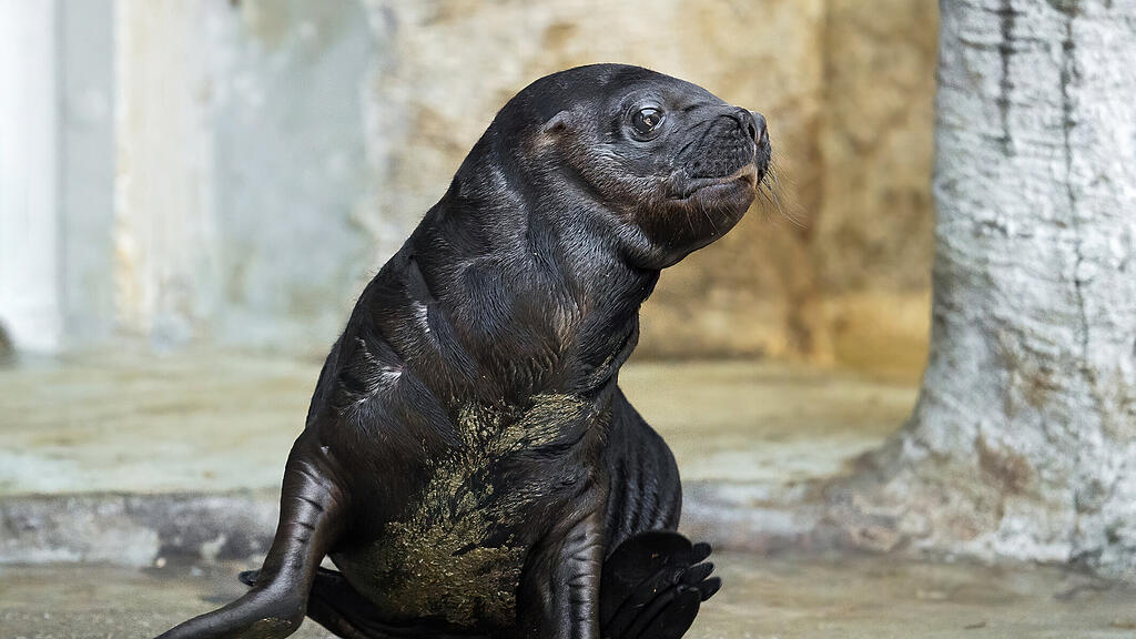 Robben-Baby Schönbrunn