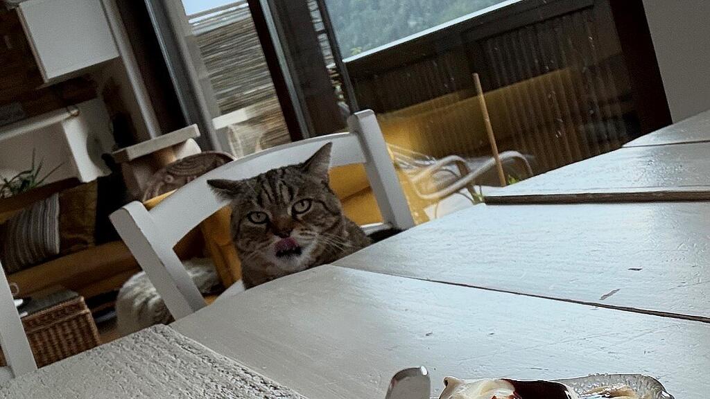 Weltkatzentag 2025