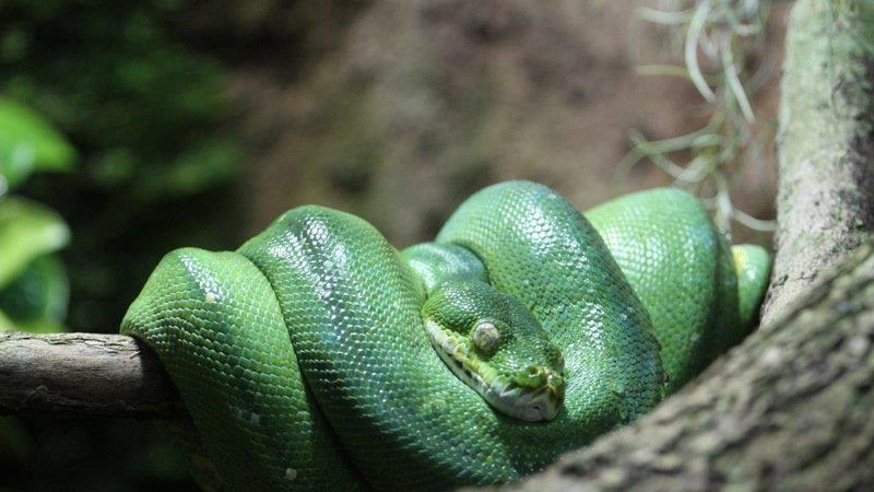 Frühling im Zoo München
