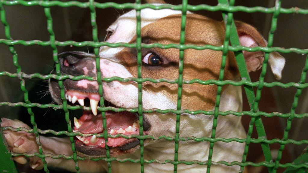 Pitbull randaliert in Wiener Wohnung