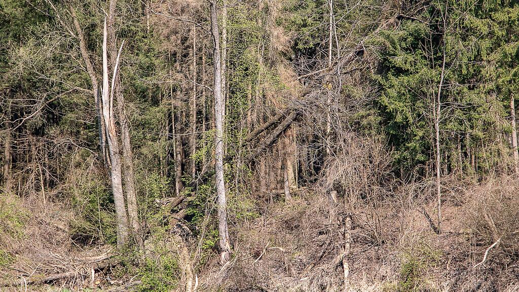 20190401_fmt_schaeden_nach_winterstuerme_mw1-21.jpg