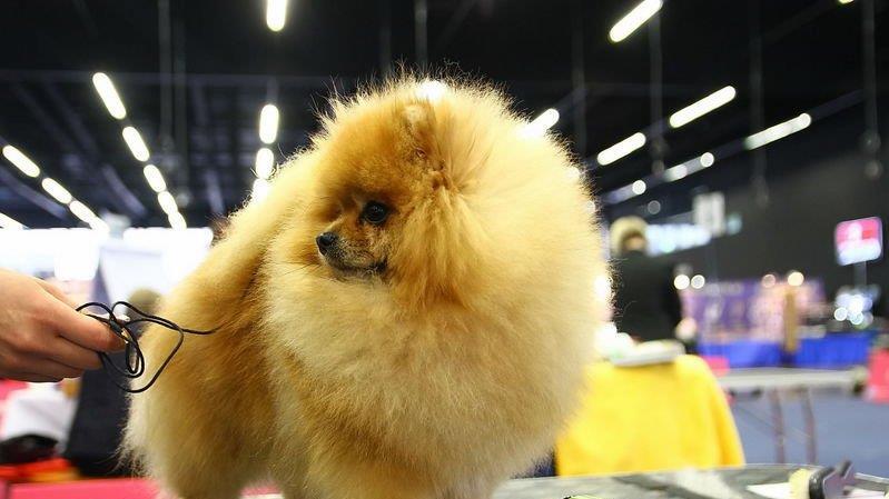 Festival der Hunde