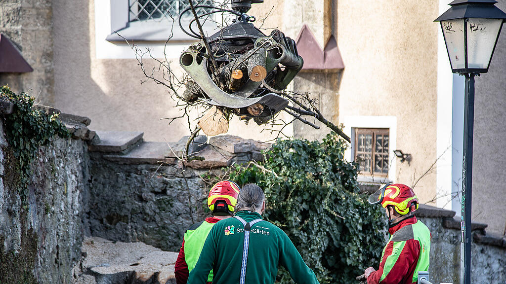 Ahorn-Baum bei Kirche M\u00fclln gef\u00e4llt
