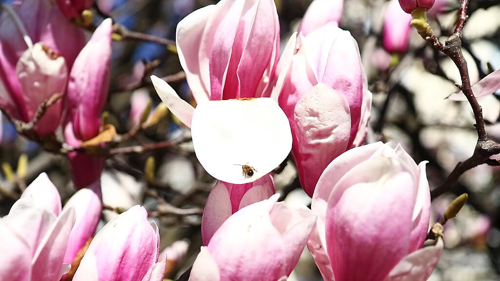 20190429fmt_makartplatz_ta_003.JPG