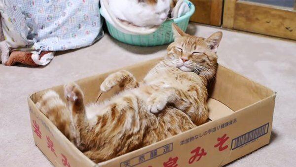 Katzen lieben Kartons einfach.